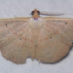 Unidentified Geometer moth (Geometridae) at Sheldon, QLD - 20 Apr 2007 by PJH123