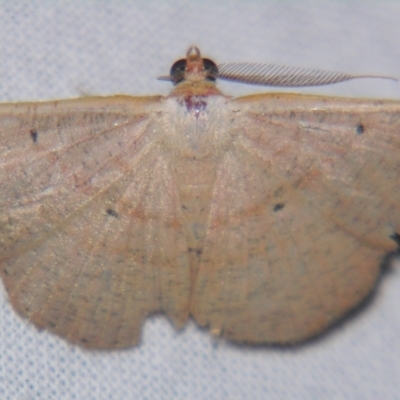 Unidentified Geometer moth (Geometridae) at Sheldon, QLD - 20 Apr 2007 by PJH123