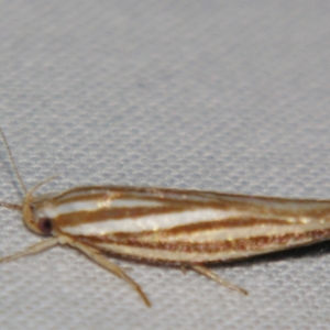 Catoryctis eugramma at suppressed - suppressed