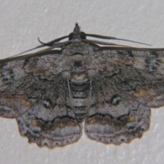Cleora displicata (A Cleora Bark Moth (Boarmiini) at Sheldon, QLD - 21 Apr 2007 by PJH123