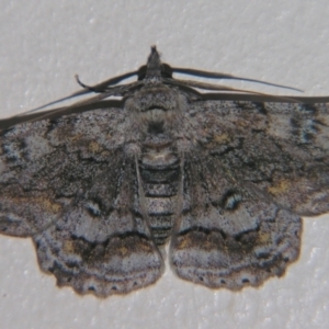 Cleora displicata at Sheldon, QLD - suppressed