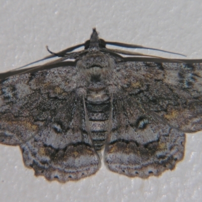 Cleora displicata (A Cleora Bark Moth (Boarmiini) at Sheldon, QLD - 21 Apr 2007 by PJH123