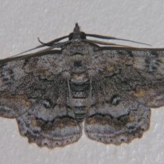Cleora displicata (A Cleora Bark Moth) at Sheldon, QLD - 21 Apr 2007 by PJH123