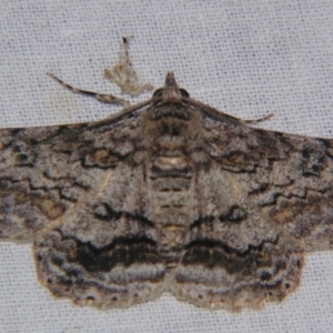 Cleora displicata at Sheldon, QLD - suppressed