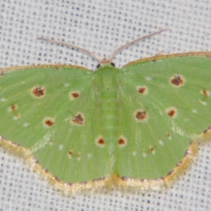Comostola laesaria at Sheldon, QLD - suppressed