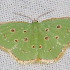 Unidentified Geometer moth (Geometridae) at Sheldon, QLD - 20 Apr 2007 by PJH123