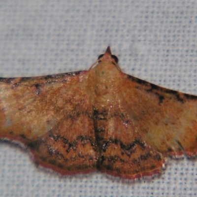 Corgatha dipyra (Common Hookwing) at Sheldon, QLD - 20 Apr 2007 by PJH123