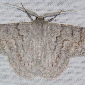 Crypsiphona ocultaria at Sheldon, QLD - suppressed