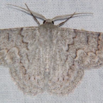 Crypsiphona ocultaria (Red-lined Looper Moth) at Sheldon, QLD - 20 Apr 2007 by PJH123