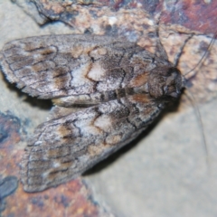 Discophlebia celaena (Variable Snub Moth) at Sheldon, QLD - 20 Apr 2007 by PJH123