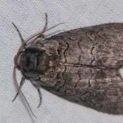 Discophlebia celaena (Variable Snub Moth) at Sheldon, QLD - 20 Apr 2007 by PJH123
