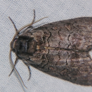 Discophlebia celaena at Sheldon, QLD - suppressed