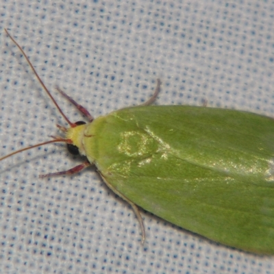 Earias smaragdina (A Noctuid moth (Nolidae)) at Sheldon, QLD - 21 Apr 2007 by PJH123