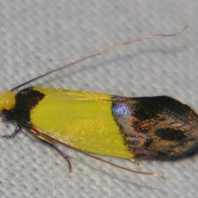 Edosa xystidophora (Tineid moth) at Sheldon, QLD - 20 Apr 2007 by PJH123