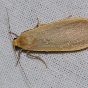 Eilema plana at Sheldon, QLD - suppressed