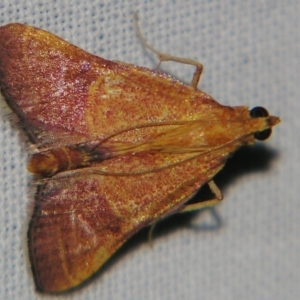 Endotricha pyrosalis at Sheldon, QLD - suppressed