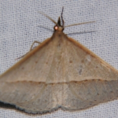 Epidesmia tryxaria (Neat Epidesmia) at Sheldon, QLD - 20 Apr 2007 by PJH123