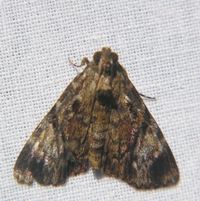 Salma cholica (A Pyralid moth) at Sheldon, QLD - 21 Apr 2007 by PJH123