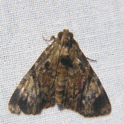 Salma cholica (A Pyralid moth) at Sheldon, QLD - 20 Apr 2007 by PJH123