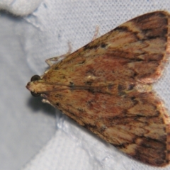 Salma cholica (A Pyralid moth) at Sheldon, QLD - 20 Apr 2007 by PJH123