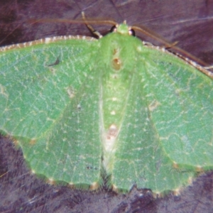 Eucyclodes metaspila at Sheldon, QLD - suppressed