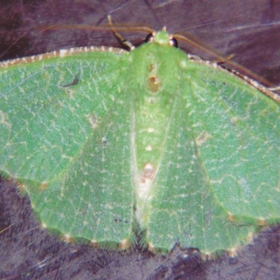 Eucyclodes metaspila (Inscribed Emerald) at Sheldon, QLD - 21 Apr 2007 by PJH123