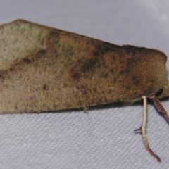 Fisera (genus) (Unidentified Fisera moths) at Sheldon, QLD - 20 Apr 2007 by PJH123