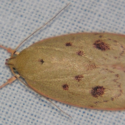 Garrha pudica (Modest Dullmoth) at Sheldon, QLD - 20 Apr 2007 by PJH123