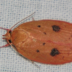 Garrha pudica at Sheldon, QLD - suppressed