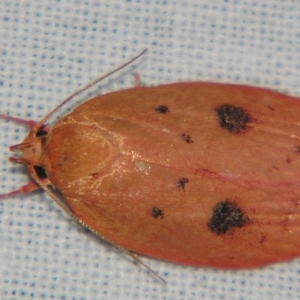 Garrha pudica at Sheldon, QLD - suppressed