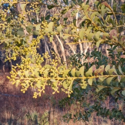 Acacia cultriformis (Knife Leaf Wattle) at Mount Mugga Mugga - 24 Jul 2023 by Mike