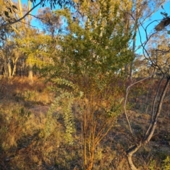 Acacia cultriformis at O'Malley, ACT - 24 Jul 2023 04:44 PM