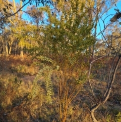 Acacia cultriformis at O'Malley, ACT - 24 Jul 2023