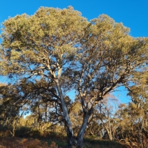 Eucalyptus polyanthemos at O'Malley, ACT - 24 Jul 2023