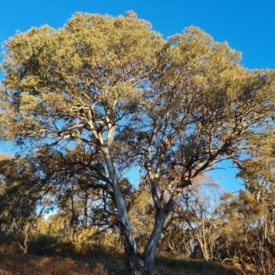Eucalyptus polyanthemos (Red Box) at Mount Mugga Mugga - 24 Jul 2023 by Mike