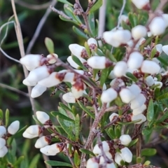 Cryptandra amara (Bitter Cryptandra) at Mount Mugga Mugga - 24 Jul 2023 by Mike