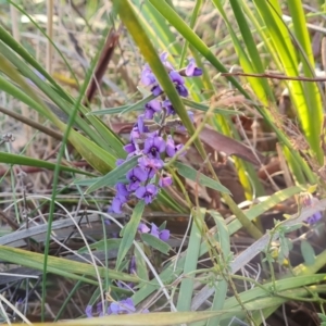 Hovea heterophylla at O'Malley, ACT - 24 Jul 2023 04:21 PM