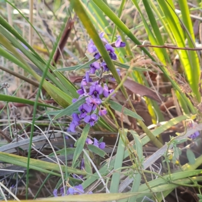 Hovea heterophylla (Common Hovea) at Mount Mugga Mugga - 24 Jul 2023 by Mike