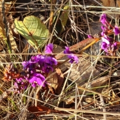 Hardenbergia violacea (False Sarsaparilla) at Symonston, ACT - 24 Jul 2023 by Mike