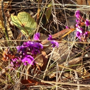 Hardenbergia violacea at Symonston, ACT - 24 Jul 2023 04:12 PM