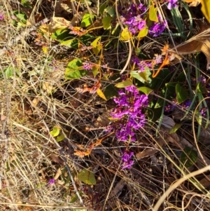 Hardenbergia violacea at Symonston, ACT - 24 Jul 2023 04:12 PM