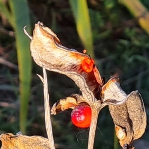 Iris foetidissima at Garran, ACT - 24 Jul 2023