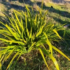 Iris foetidissima at Garran, ACT - 24 Jul 2023 04:02 PM