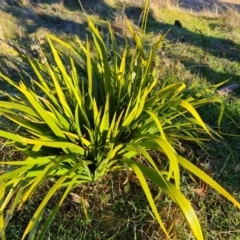 Iris foetidissima at Garran, ACT - 24 Jul 2023