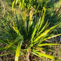 Iris foetidissima at Garran, ACT - 24 Jul 2023