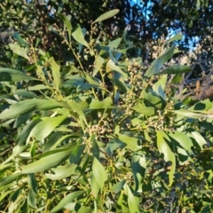 Acacia melanoxylon (Blackwood) at Red Hill Nature Reserve - 24 Jul 2023 by Mike