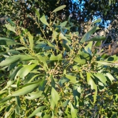 Acacia melanoxylon (Blackwood) at Garran, ACT - 24 Jul 2023 by Mike