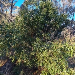 Acacia melanoxylon at Garran, ACT - 24 Jul 2023