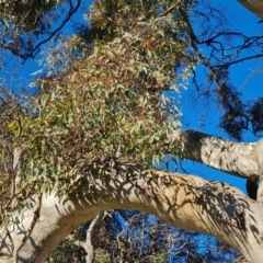 Eucalyptus melliodora (Yellow Box) at GG282 - 24 Jul 2023 by Mike