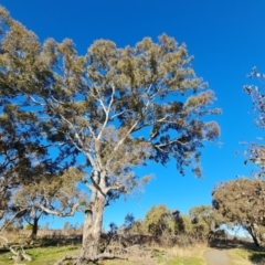 Eucalyptus melliodora at GG283 - 24 Jul 2023